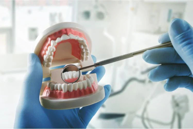Un dentiste examinant un modèle dentaire